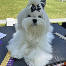Fancy - Maltese