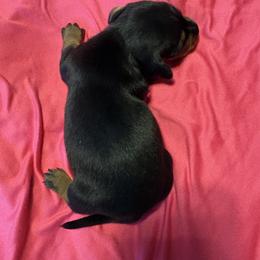 Dachshund Puppies from Dandelion Doxies
