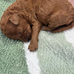 Oliver - Red  male Goldendoodle puppy in Alamance County, North Carolina from Doodle Squad Puppies