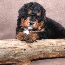Boy 6 - male Bernedoodle puppy in Westminster, South Carolina from Goldendoodlepuppiessc