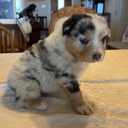 Boy 2 - Blue merle male Australian Shepherd puppy in Esparto, California from Cutting Up Ranch  Australian Shepherds