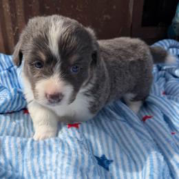 Patriot - Blue male Pembroke Welsh Corgi puppy in Bloomfield, Iowa from Beebe’s Corgis & Doxies