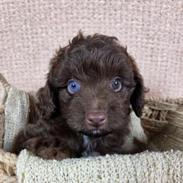Boy 2 - Brown and white male Aussiedoodle puppy in Haleyville, Alabama from The Cuddly Dood Ranch
