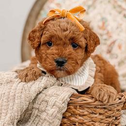 Jenny - Red  female Goldendoodle puppy in Iola, Texas from Supreme Doodles of Texas