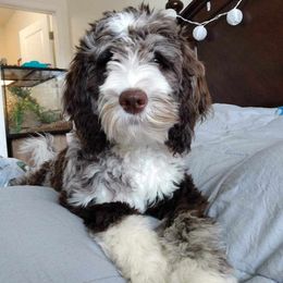 Calypso - Labradoodle