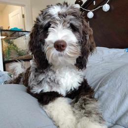 Calypso - Labradoodle