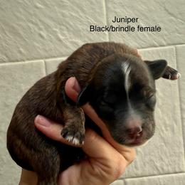 Juniper - Sable female Bernedoodle puppy in Fallon, Nevada from Wild Roots Doodles