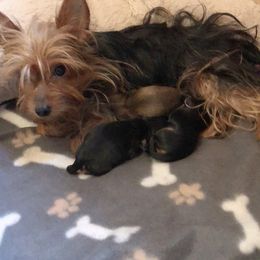 Yorkipoo Puppies from Tuts Pups Cafe