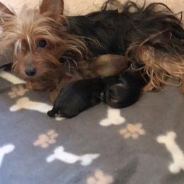 Yorkipoo Puppies from Tuts Pups Cafe