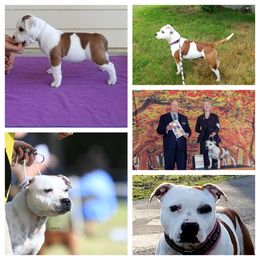 Staffordshire Bull Terrier All Grown Up from ShastaStaffordsandDobermans