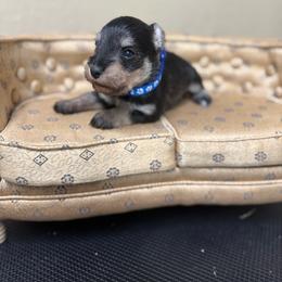 Boomer - Salt and pepper male Miniature Schnauzer puppy in Atoka, Oklahoma from Boggy Depot Cavaliers & Friends
