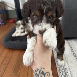 Aussiedoodle and Miniature Australian Shepherd Puppies from Puppies at The Happy Acre Farm