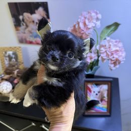 Gambino - Black and white male Chihuahua puppy in Summerfield, Florida from Uey’s Chihuahuas