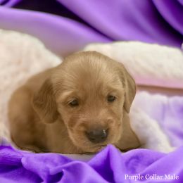 Golden Retriever Puppies from Studley Hill Goldens, LLC.