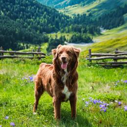 Australian Shepherds and Miniature Australian Shepherds from Black Hills Aussies