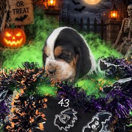 MC 43 - Black white and brown male Basset Hound puppy in Conway, Missouri from Ozark Mountain Kennel