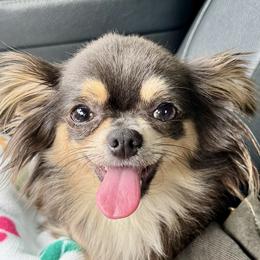 Maple - Chihuahua