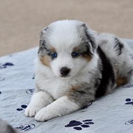 Boy 2 - male Toy Australian Shepherd puppy in Wichita Falls, Texas from Shooting Stars Ranch Toy and Mini Aussies