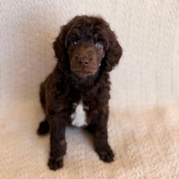 Houdini - Brown male Poodle puppy in Lavonia, Georgia from Peach Blossom Kennels