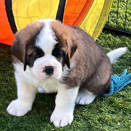 Red - Mahogany and white male Saint Bernard puppy in Double Springs, Alabama from St Bernard Kingdom, LLC