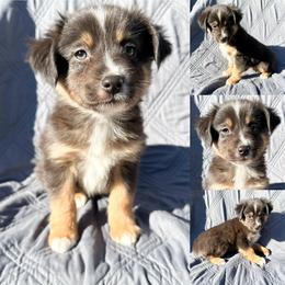 Black tri male 4 - Black tri male Miniature Australian Shepherd puppy in Brooker, Florida from Honey, I Shrunk the Aussies