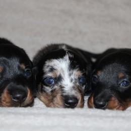 Dachshund puppies from JB Dachshunds