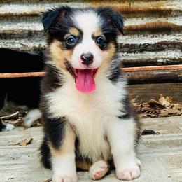 JoJo - Black tri female Miniature Australian Shepherd puppy in Luling, Texas from Little Wood Toy and Mini Aussies