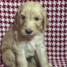 Praline - Cream male Goldendoodle puppy in Tybee Island, Georgia from Castaway Doodles