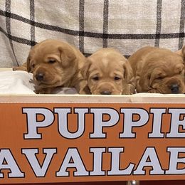 Labrador Retrievers from Beaver Creek Labradors