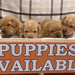 Labrador Retrievers from Beaver Creek Labradors