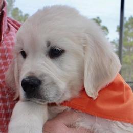 Golden Retriever Puppies from Pushin’ Sand Goldens