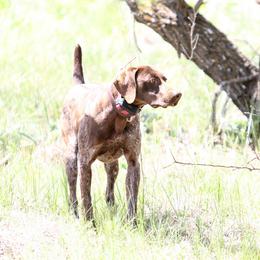 German Shorthaired Pointer and Vizsla All Grown Up from Big Country Kennels