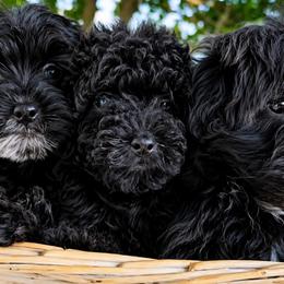 Yorkipoo puppies from Charz Dollz