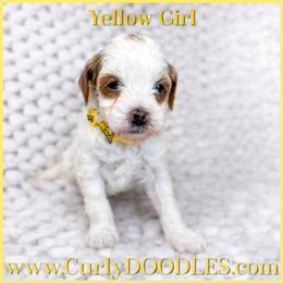 Yellow Girl - Parti female Goldendoodle puppy in Taneytown, Maryland from Curlydoodles