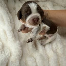 Blush girl - Tri-Roan female English Springer Spaniel puppy in Fairfield, California from Goldridge Springers