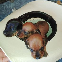 Dachshund Puppies from The Outlawed Dachshunds