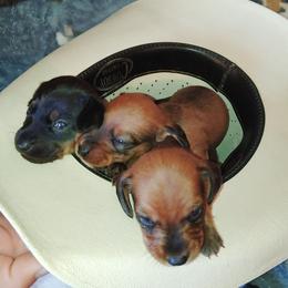 Dachshund Puppies from The Outlawed Dachshunds