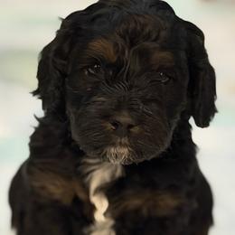 Boy 3 - Black and tan male Cockapoo puppy in Colorado from Garrett Doodles