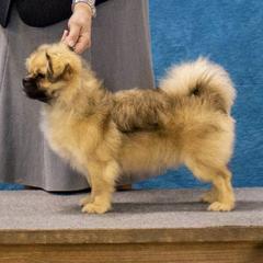 Australian Shepherds and Tibetan Spaniels from Kyroka