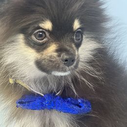 King - Chocolate and tan Pomeranian puppy in Brentwood, California from Royalpawpoms