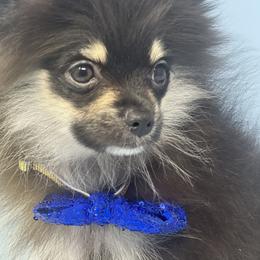 King - Chocolate and tan Pomeranian puppy in Brentwood, California from Royalpawpoms