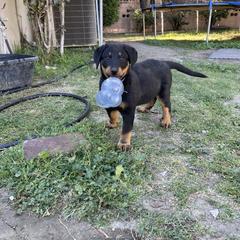 Beauceron Puppies from Trésor de Beauté Beaucerons
