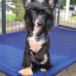Long Haul's First and Formal affair - Black and white male Chinese Crested puppy in New Castle, Pennsylvania from Long Rotts & Long Haul Cresteds