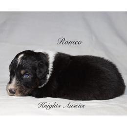 Romeo - Black tri-color male Australian Shepherd puppy in Ceres, California from Knight's Aussies