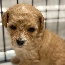 Asher - Red  male Goldendoodle puppy in Ambrose, Georgia from Brandilyn's Aussies