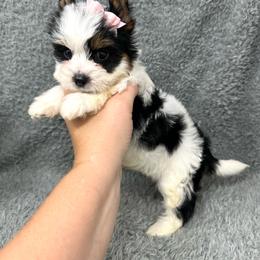 Juliet - Parti female Yorkshire Terrier puppy in Smithville, Oklahoma from Bristy’s Pampered Pups