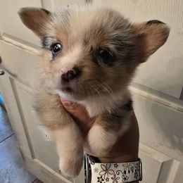 Blue Merle Girl - Blue merle and white female American Corgi puppy in Middleburg, Florida from Mulkeys Little Corgis