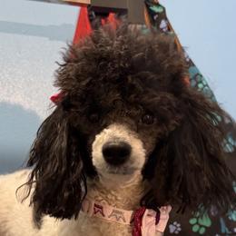 Labradoodles and Poodles from Cari’s Paws Poodles and Doodles