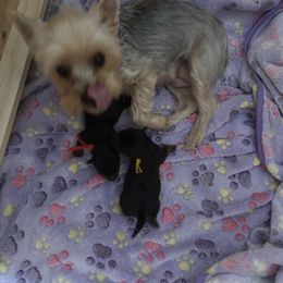 Yellow Collar - Black and tan male Yorkshire Terrier puppy in Belfair, Washington from Devoted Doxies, Lorraine’s Yorkies