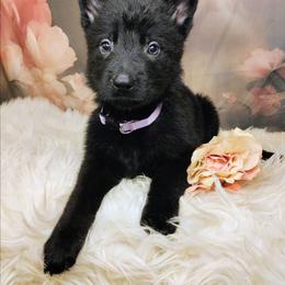 Lavender - Black female German Shepherd puppy in Holden, Missouri from Shiloh's Shepherds & Ridgebacks